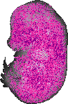 mouse atlas EMAGE spatial in situ gene expression database None