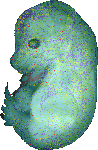 EMAGE:11542