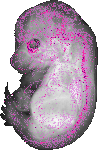 mouse atlas EMAGE spatial in situ gene expression database None