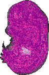 mouse atlas EMAGE spatial in situ gene expression database None