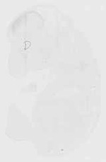 EMAGE:11586