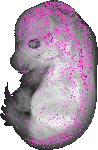 mouse atlas EMAGE spatial in situ gene expression database None