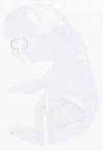 EMAGE:11622