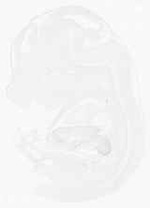 EMAGE:11622