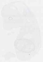 EMAGE:11622