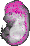 mouse atlas EMAGE spatial in situ gene expression database None