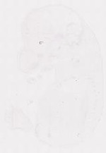 EMAGE:11681
