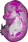 mouse atlas EMAGE spatial in situ gene expression database None