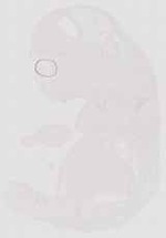 EMAGE:11713
