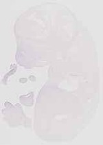 EMAGE:11713
