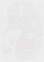 EMAGE:11713