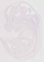 EMAGE:11713