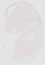 EMAGE:11713