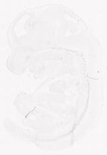 EMAGE:11772