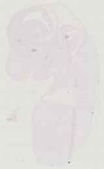 EMAGE:11774