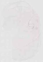 EMAGE:11781