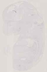 EMAGE:11782