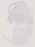 EMAGE:11782