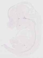 EMAGE:11783