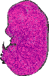 mouse atlas EMAGE spatial in situ gene expression database None