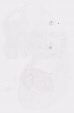 EMAGE:11816
