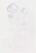 EMAGE:11852