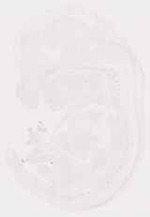 EMAGE:11854