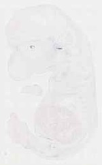 EMAGE:11857