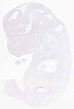 EMAGE:11859