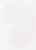 EMAGE:11859