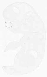 EMAGE:11861
