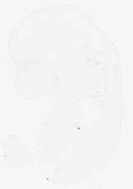 EMAGE:11861