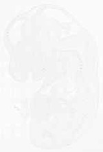 EMAGE:11861