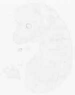 EMAGE:11861