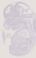 EMAGE:11871