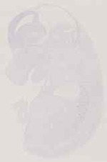 EMAGE:11871