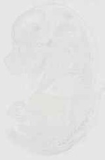 EMAGE:11896