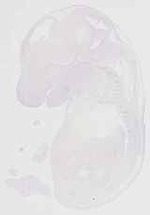 EMAGE:11900