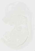 EMAGE:11900
