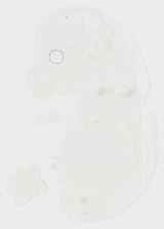 EMAGE:11900