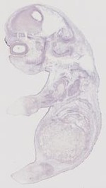 EMAGE:11901