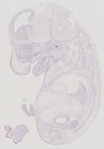 EMAGE:11901