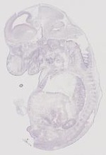 EMAGE:11901