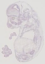 EMAGE:11901