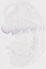 EMAGE:11902