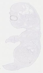 EMAGE:11906