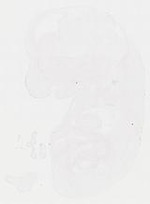 EMAGE:11906