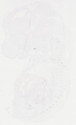 EMAGE:11906