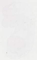 EMAGE:11906