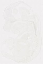 EMAGE:11908